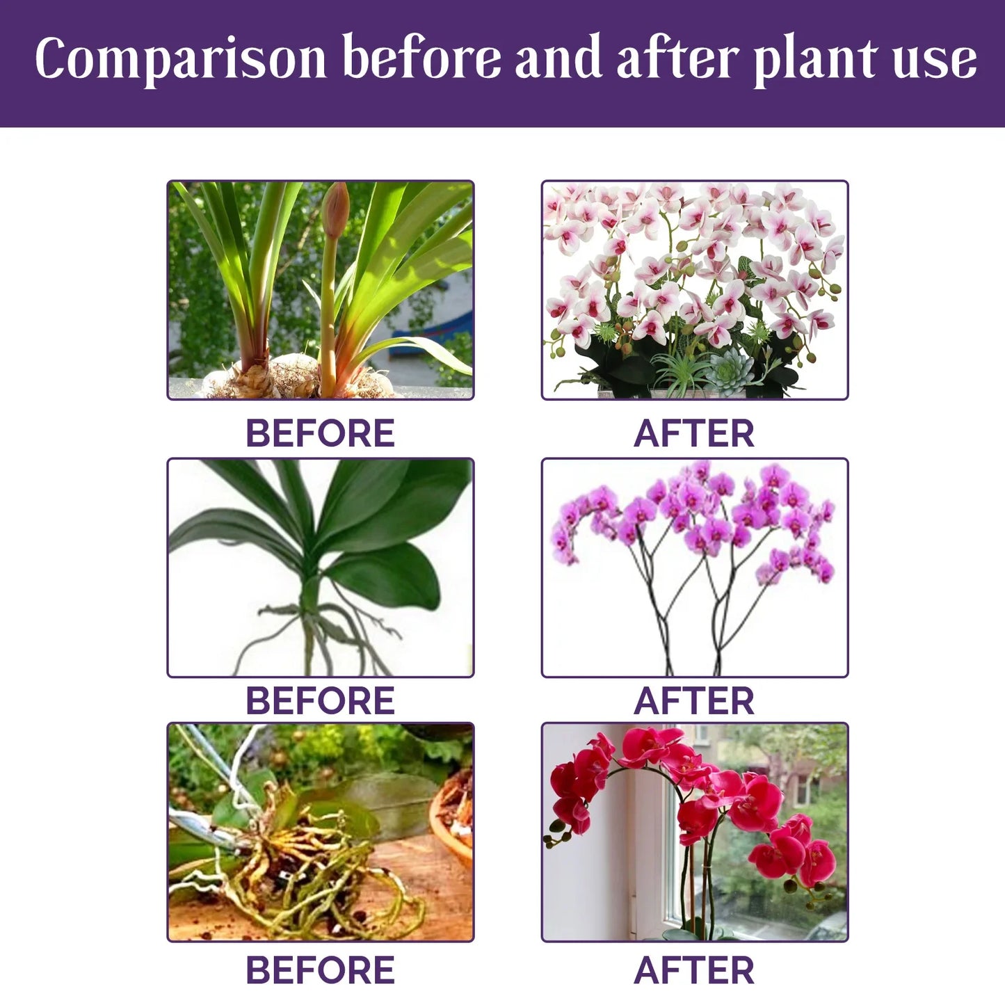 Orchid Special Liquid Flower Fertilizer